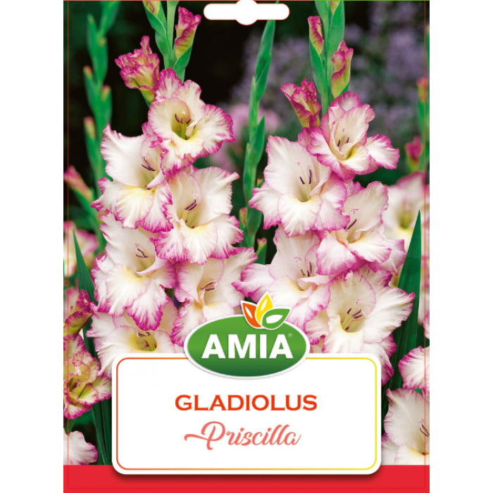 Bulbi gladiole Priscilla, calibru 12/14, 7 bucati